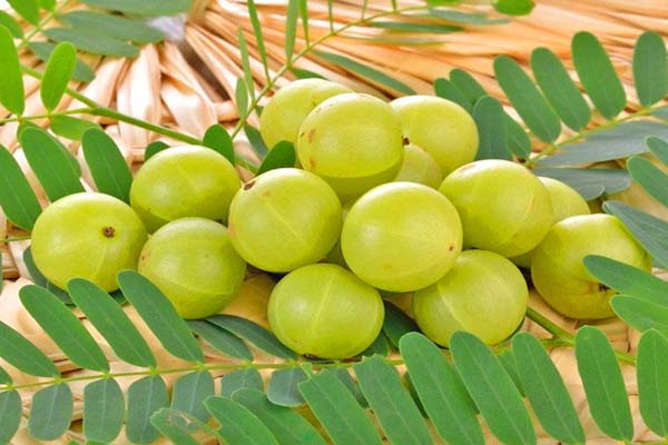 Amla juice lose weight