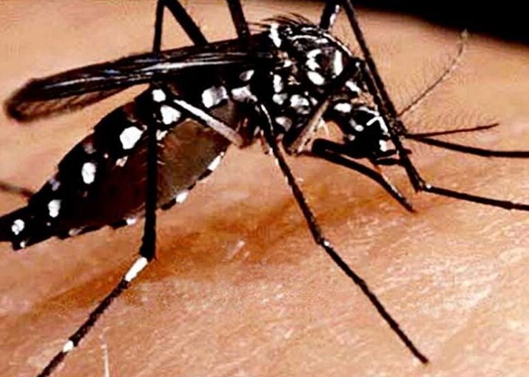 Home remedies for dengue