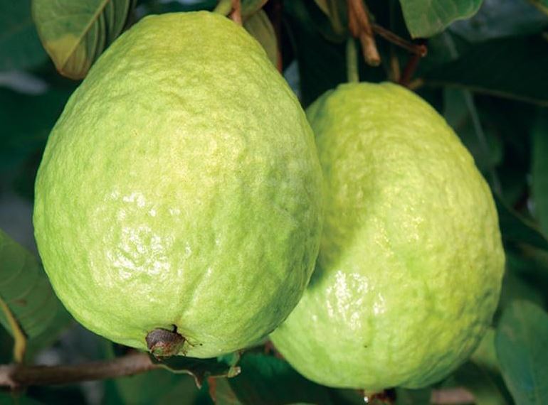 Thailand-Guava