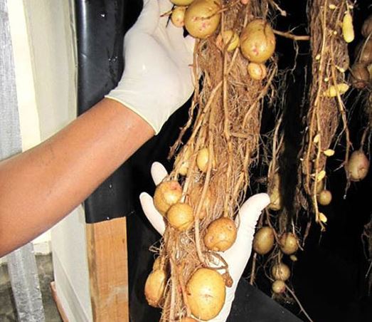 potatoes-aeroponic-farming-