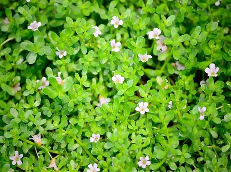 brahmi