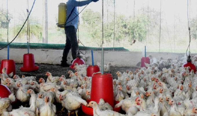 Bird-Flu-in-Five-States