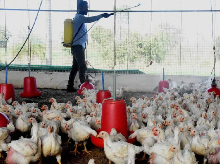 Bird-Flu-in-Five-States
