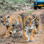Ramgarh-Tiger-Reserve